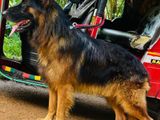 German Shepherd Male Dog for Crossing