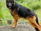 German Shepherd Male Dog for Crossing
