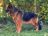 German Shepherd Male Dog for Crossing