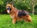 German Shepherd Male Dog for Crossing