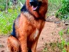 German Shepherd Male Dog for Crossing