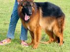 German Shepherd Male Dog for Crossing