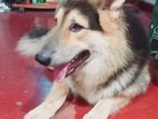 German Shepherd Male Dog for Crossing