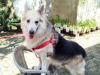 German shepherd male dog for crossing