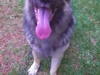 German Shepherd Male Dog for Crossing