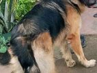 German Shepherd Male Dog For Crossing