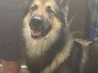 German Shepherd Male Dog for Crossing