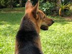 German Shepherd Male Dog For Crossing
