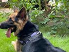 German Shepherd Male Dog for Crossing