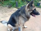 German Shepherd Male Dog for Crossing