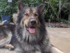 German Shepherd Male Dog for Crossing