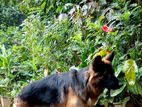 German Shepherd Male Dog for Crossing