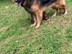 German Shepherd Male Dog for Crossing