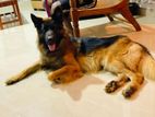 German Shepherd Male Dog for Crossing