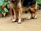 German Shepherd Male Dog for Crossing