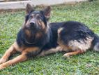 German Shepherd Male Dog for Crossing