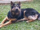 German Shepherd Male Dog for Crossing