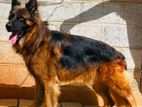 German shepherd male dog