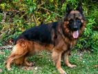 German Shepherd Male Dog