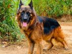 German Shepherd Male Dog