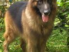 German Shepherd Male Dog