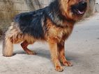 German Shepherd Male Dog