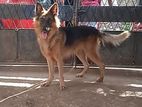 German Shepherd Male Dog