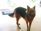 German Shepherd Male Dog