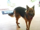 German Shepherd Male Dog