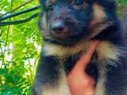 German Shepherd Male Puppy