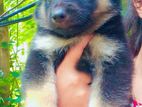 German Shepherd Male Puppy