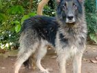 German Shepherd Male Dog