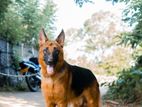 German Shepherd Male Dog for Crossing