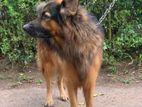 German Shepherd Male Dog for Stud (crossing)