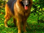 German Shepherd Male Dogs for Crossing