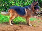 German Shepherd Male Dog for Crossing