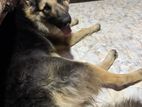 German Shepherd (Male) for Crossing