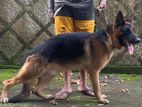 German Shepherd Male for Crossing