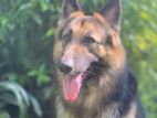 German Shepherd Male for Crossing