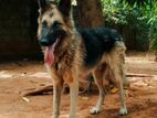 German Shepherd Male for Crossing