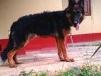 German Shepherd Male for Crossing
