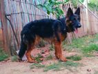 German Shepherd Male for Crossing