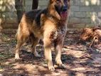 German Shepherd Male for Crossing