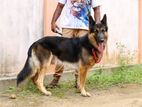 German Shepherd Male for Crossing