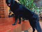 German Shepherd Male for Crossing