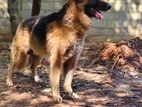 German Shepherd Male for Crossing