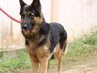 German Shepherd Male for Crossing