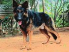 German shepherd Male For Crossing