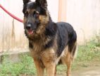 German Shepherd Male for Crossing