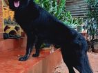 German Shepherd Male for Crossing